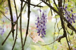 紫藤花垂挂于枝桠间