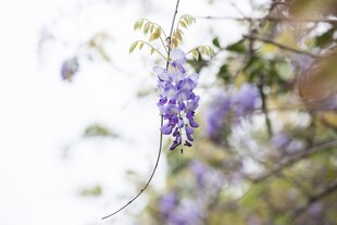 垂挂的美丽紫藤花