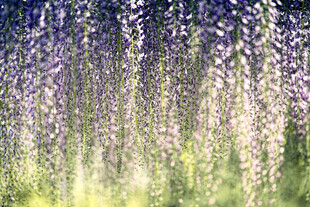 梦幻紫藤花垂帘美景