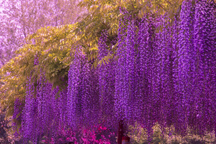 梦幻紫藤花海美景