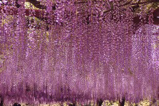 梦幻紫色紫藤花景观