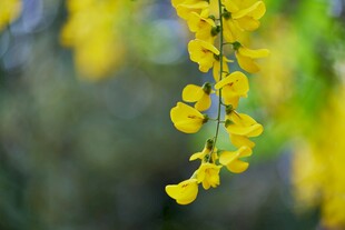 毒豆花