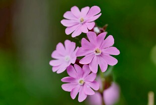 樱草花