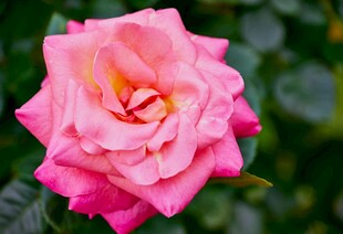 娇艳粉色月季花