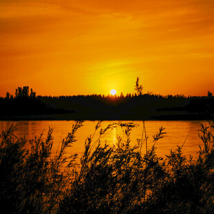 夕阳下的湖畔芦苇美景