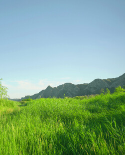 翠绿草地与远山美景