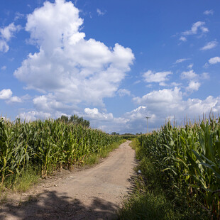 乡间玉米田中的土路风景
