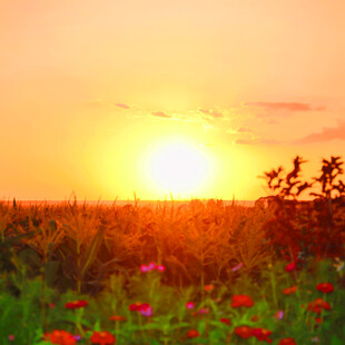 夕阳下的花海美景