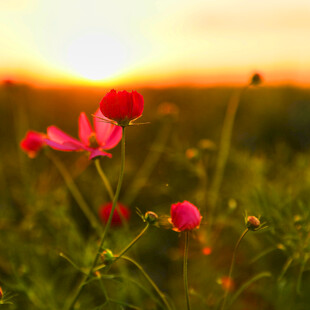 夕阳下的娇艳格桑花