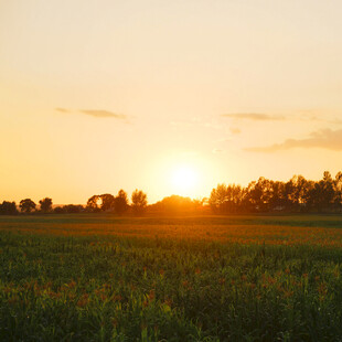夕阳下的广袤田野