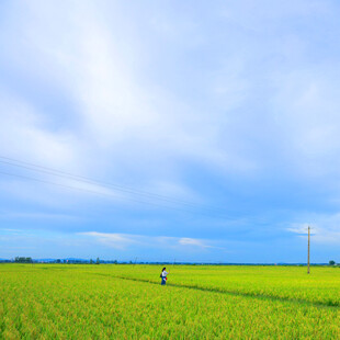 田野漫步景象