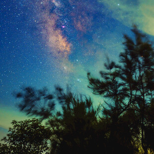 夜空下的璀璨星河与树木