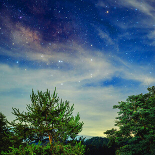 夜空下的树木与璀璨繁星