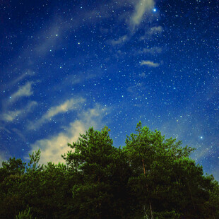 夜空下的葱郁树林