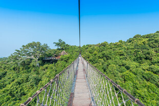 森林中的悬索桥景观
