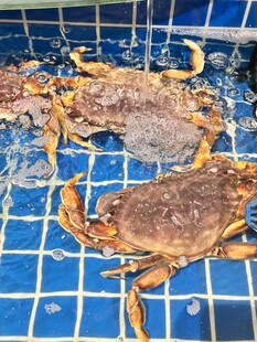 海鲜池里的面包蟹