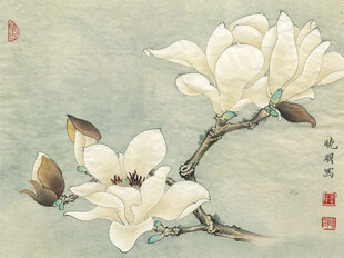 玉兰花枝栖鸟图