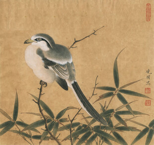 竹枝上的长尾鸟