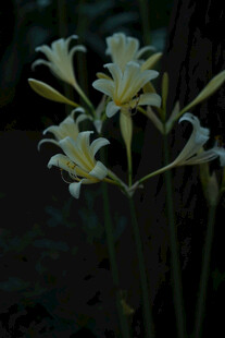 石蒜花