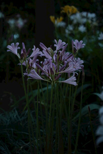 鹿葱石蒜花