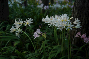 石蒜花丛