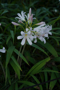 石蒜花