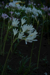 长筒石蒜花