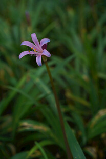 换锦花
