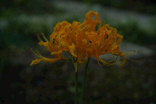 黄色石蒜花