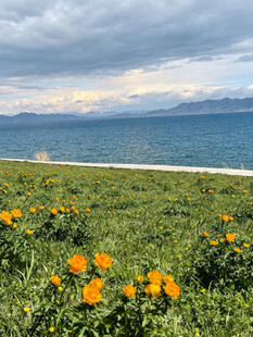 湖畔花海美景