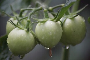 青嫩番茄挂枝 