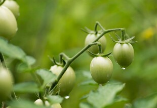 青嫩小番茄挂于枝头