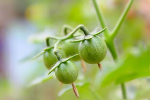 青嫩番茄挂于枝头
