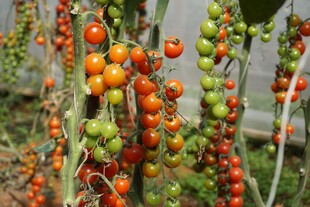 挂满果实的番茄植株