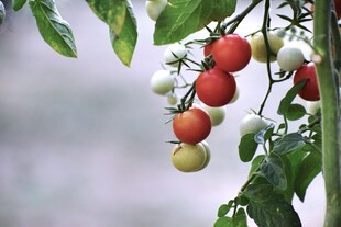 枝头挂着多彩小番茄