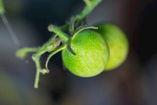 青番茄挂枝特写