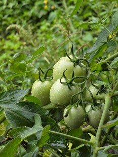 青嫩番茄挂于翠绿植株间