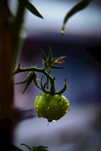 带露的青灯笼果
