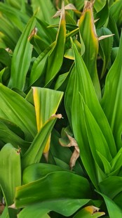 翠绿叶片植物特写
