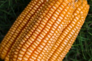 金黄饱满的新鲜玉米棒