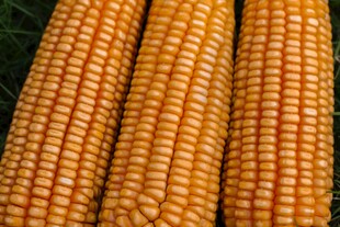 金黄饱满的新鲜玉米棒