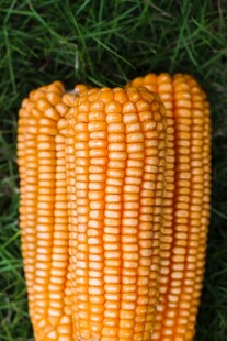 金黄饱满的新鲜玉米棒