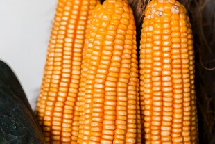 金黄饱满的新鲜玉米棒
