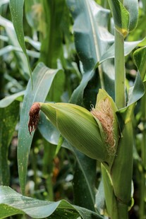 鲜嫩玉米生长在玉米植株上