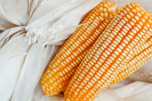 新鲜玉米摆放在白色织物上