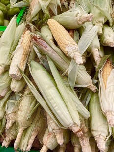 新鲜玉米堆成垛