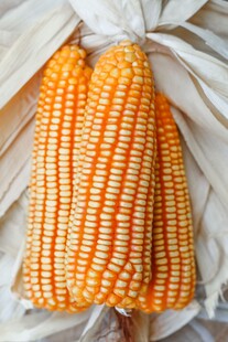 金黄饱满新鲜玉米棒