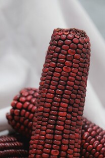 紫黑色玉米特写