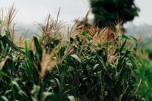 田野中的茂盛玉米植株