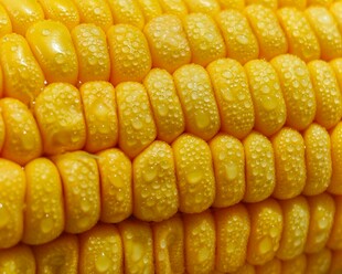 金黄饱满的新鲜玉米粒